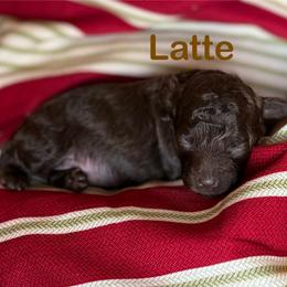 Latte - Brown female Poodle puppy in Ardmore, Oklahoma from The Poodles of Green Acres