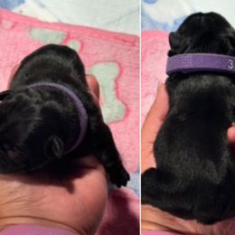 Purple collar - Black female French Bulldog puppy in Humble, Texas from Tip Top Bully House
