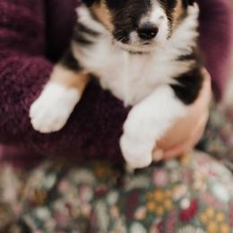 Old Time Scotch Collie Puppies from The Fiddlesticks Farm