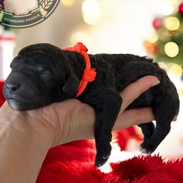Coming Soon - Black female Poodle puppy in Spring Hills, Florida from The Olympus Standard Poodle