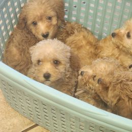 Cockapoo and Poodle Puppies from Golden Paws