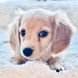Lucy - Cream female Dachshund puppy in Alto, Texas from Double W Doxies