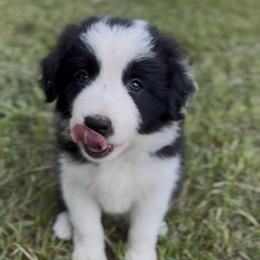 Button - Black female Border Collie puppy in Erwin, North Carolina from Herd That Farms