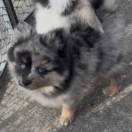 Lobo - Merle male Pomsky puppy in Long Grove, Illinois from Windy City Pomsky