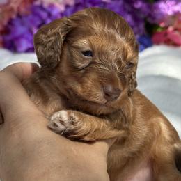 Roux -  long hair- silky - Red male Dachshund puppy in Lakeland, Florida from Elite Doxies Florida