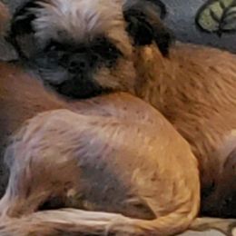 Taffy - Brussels Griffon