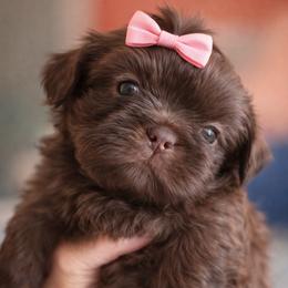 Chelsea - Chocolate female Shih Tzu puppy in Tallahassee, Florida from Bows and Bow Ties
