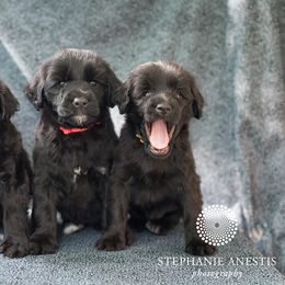 Portuguese Water Dog Puppies from Sun Joy PWDS