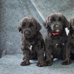 Portuguese Water Dog Puppies from Sun Joy PWDS
