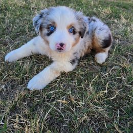 Hansel - Blue merle male Australian Shepherd puppy in Abilene, Texas from S&K Aussies N' Rotties