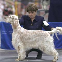 Marguerite - English Setter