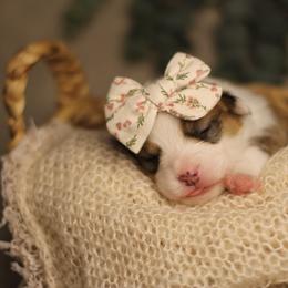 Magdalene (Maggie) - White and red female Pembroke Welsh Corgi puppy in Benton, Arkansas from High Cotton Corgis
