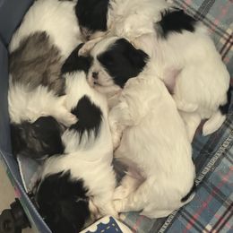 Shih Tzu puppies from Records Precious Puppies