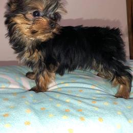 Yorkshire Terrier Puppies from Yorkie Blessings
