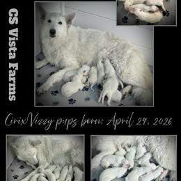 Boy 3 - White male German Shepherd puppy in Apache Junction, Arizona from CS Vista Farms