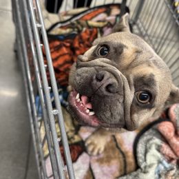 Chula - French Bulldog