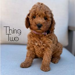 Thing Two - Red  male Goldendoodle puppy in Sacramento, California from Dandy Doodles Goldendoodles