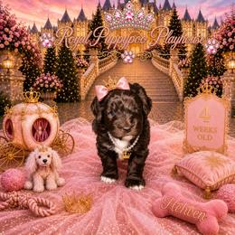 Hehven - Brown female Schnoodle puppy in Demorest, Georgia from Royal Puppypoo Playhouse