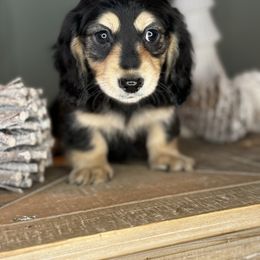 Pecan Pie - Black and cream male Dachshund puppy in Ava, Missouri from Beaver Creek Kennels