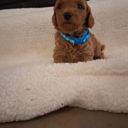 Blue color boy - Red  male Poodle puppy in Hogansville, Georgia from Grace Colt Farms
