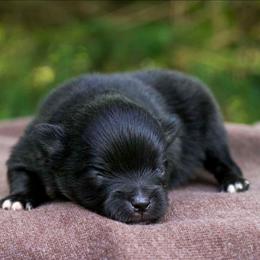 Cocoa - Black female Pomeranian puppy in Bremen, Indiana from AMS Pomeranians and Pomskies in Indiana