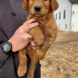 Purple F - Golden Retriever puppy in Hall, Montana from Goosetown Goldens
