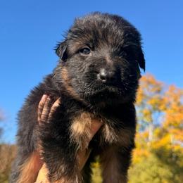 Male 2 - Black and red male German Shepherd puppy in Virginia from Stahlhaus ( Previously Buffelbach Farmstead Shepherds)