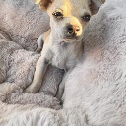 Chihuahua and Poodle Puppies from PNW PAWS