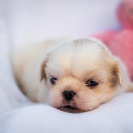 Pekingese, Poodle, and Shih Tzu Puppies from Happy puppies