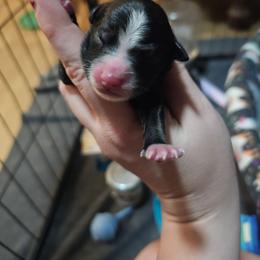 Boy 1 - Black tri male Miniature American Shepherd puppy in New Providence, Pennsylvania from Tons of Kisses