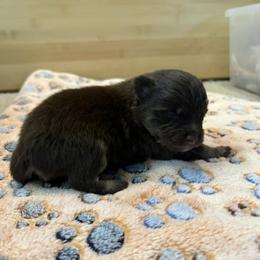 Boy 1 - Chocolate and tan male Pomeranian puppy in Skowhegan, Maine from Countryside Pomeranians