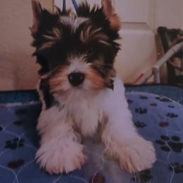 Noble Legacys Elegant Swanky - Black tan and white male Biewer Terrier puppy in Vancouver, Washington from Noble Legacy Biewers