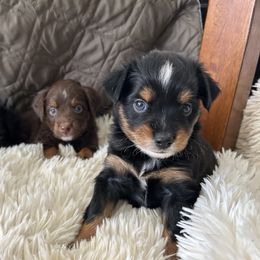 Miniature Australian Shepherd Puppies from Grace River Aussies
