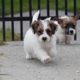 Paige Girl 2 - White and tan female Russell Terrier puppy in Middletown, Virginia from DBF Russell Terriers