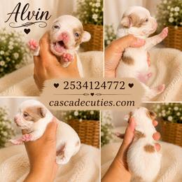 Alvin - Merle male Chihuahua puppy in Parkland, Washington from Cascades Cuties