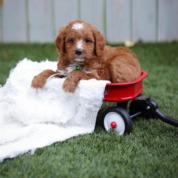 Goose - Red  male Goldendoodle puppy in Boise, Idaho from Goldendoodle Baby