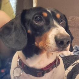 Tsisdu  (Gis Du) - Dachshund
