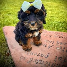 Cavapoo Puppies from SunnySide Mini Doodles