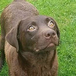 Molly - Labrador Retriever