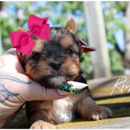 Ruby - Black and gold female Yorkshire Terrier puppy in Warren, Michigan from Danielle's Yorkie Babies