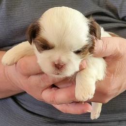 Girl 2 - female Shih Tzu puppy in Parma, Ohio from D's DeVine Shih-Tzu