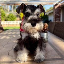 Lady red - Salt and pepper female Miniature Schnauzer puppy in Wildomar, California from My Angel Schnauzers