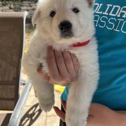 Berger Blanc Suisse and German Shepherd Puppies from Scenic Creek German Shepherds and White Swiss Shepherds