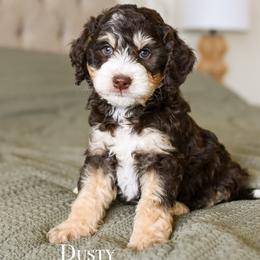 Dusty - Tri-color male Bernedoodle puppy in Tucson, Arizona from Sun Valley Goldendoodles