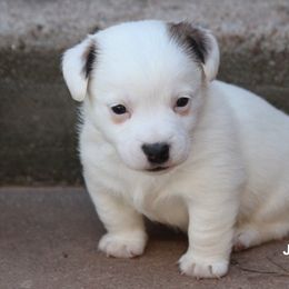 Russell Terrier Puppies from Cuttin Up Jack Russells