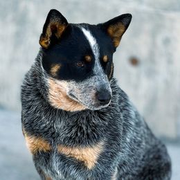 Australian Cattle Dog Puppies from Circle C Australian Cattle Dogs