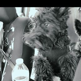 Sir dougal - Brindle male Scottish Terrier puppy in Mancelona, Michigan from Stefany Farm of Happiness