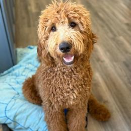 Amy - Red  female Goldendoodle puppy in Phelan, California from High Desert Doodles - the original
