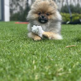 Pomeranian Puppies from Glitzypoms