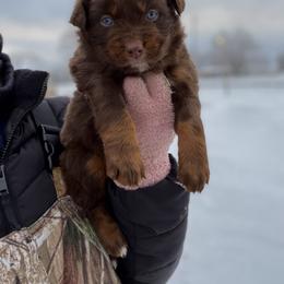 Grinch - Red tri-color male Australian Shepherd puppy in Tyner, Kentucky from Lil’ Town Aussies